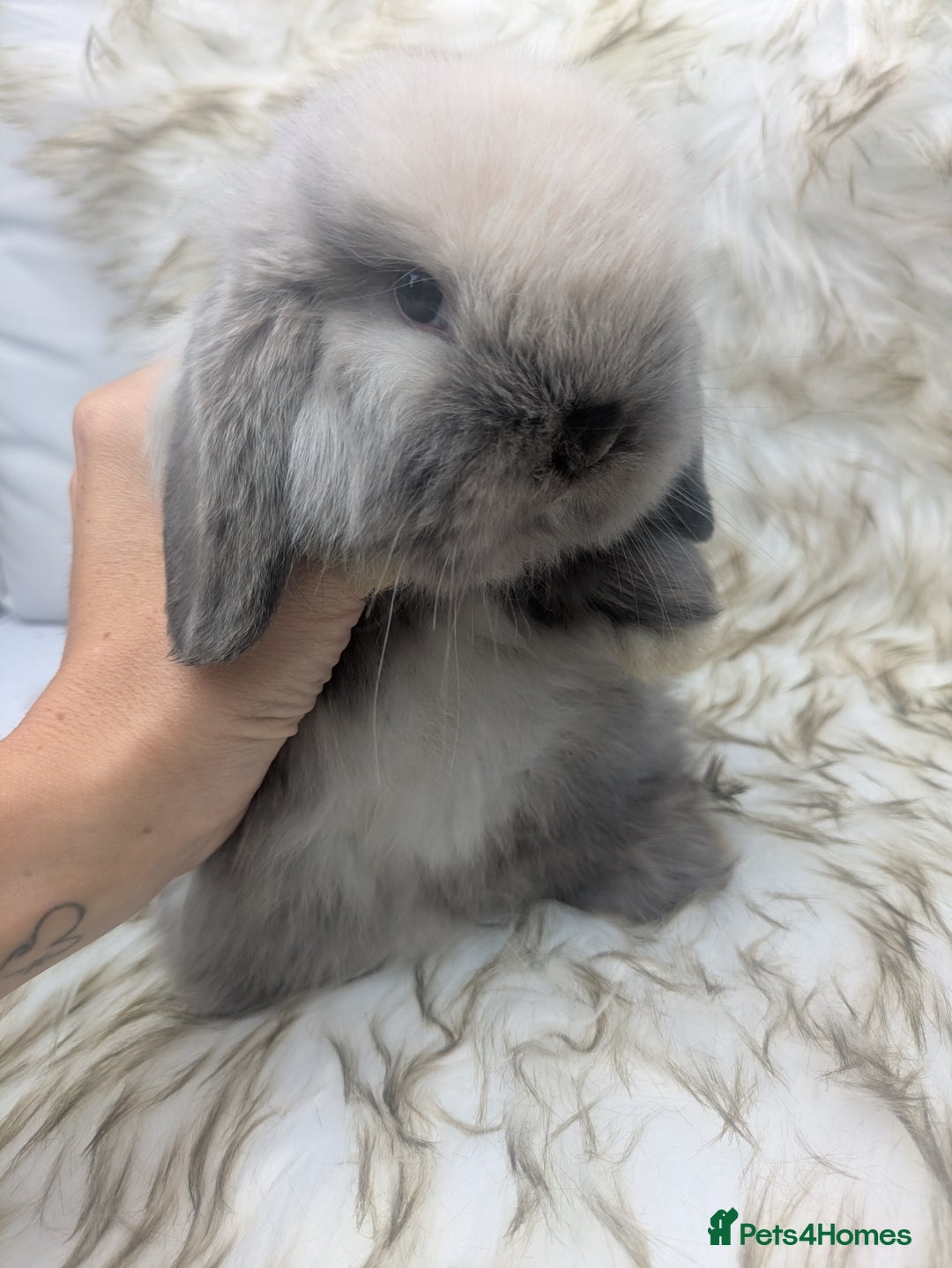 Mini Lop rabbits for sale: Miniature lop rabbits - 2 males - Image 3