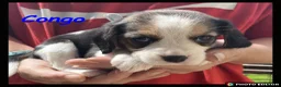 Beaglier dogs for sale: Beautiful Beaglier Bundles 🌸 - Advert 14