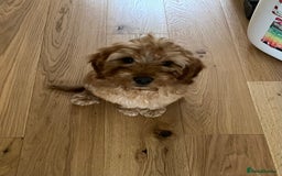 Cockapoo dogs for sale: Cockapoo puppy male - Advert 4