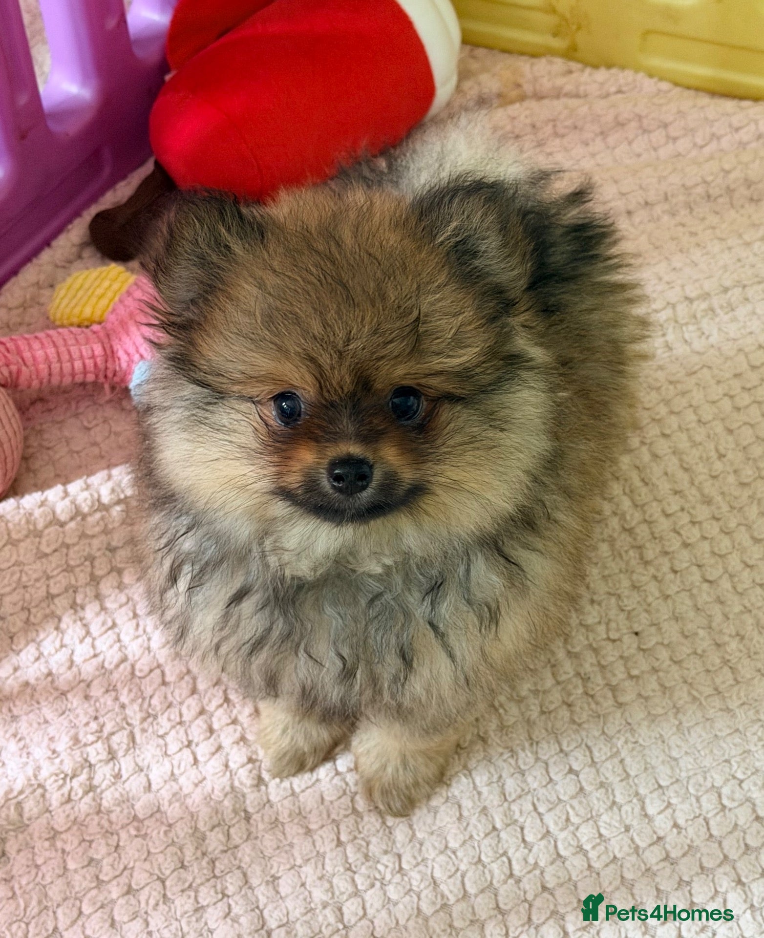 Pomeranian dogs Pomeranian puppies girls & boys ready now  - Advert 2