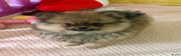 Pomeranian dogs for sale: Ready now Last little Boy … Pomeranian puppies  - Advert 16