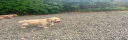 Cockapoo dogs for sale: Stunning Standard Cockapoos  - Advert 21