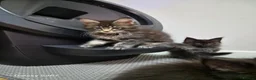 Maine Coon cats for sale: Licensed breeder-maine coon  - Advert 23