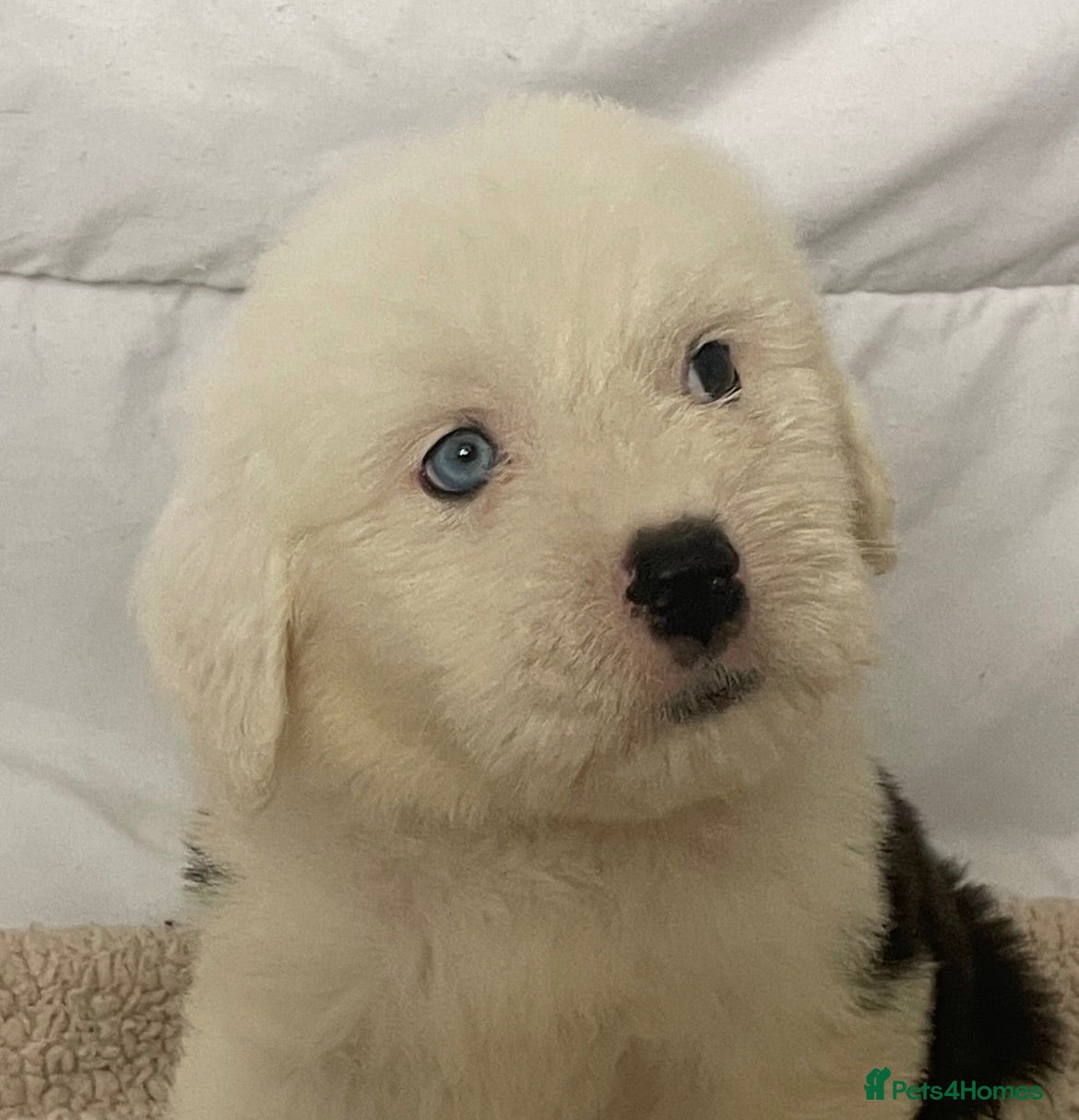 Old English Sheepdog dogs Old English x St Bernard  - Advert 8