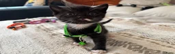 Mixed Breed cats for sale: Cute tuxedo kittens.   - Advert 5