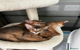 Abyssinian cats for sale: Pure Abyssinian kittens 💝 - Image 14
