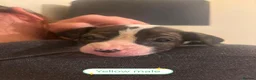 Mixed Breed dogs for sale: Beautiful mixed breed puppies - Advert 16