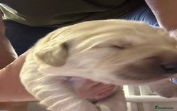 Golden Retriever dogs for sale: Two beautiful boy puppies available  - Image 3