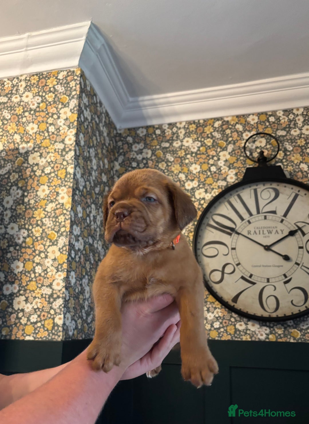 Dogue De Bordeaux dogs for sale: 6 stunning chunky Douge de Bordeux pups - Image 31