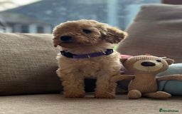 Cockapoo dogs for sale: Teddy bear cute Tiny Cockapoos  - Advert 9