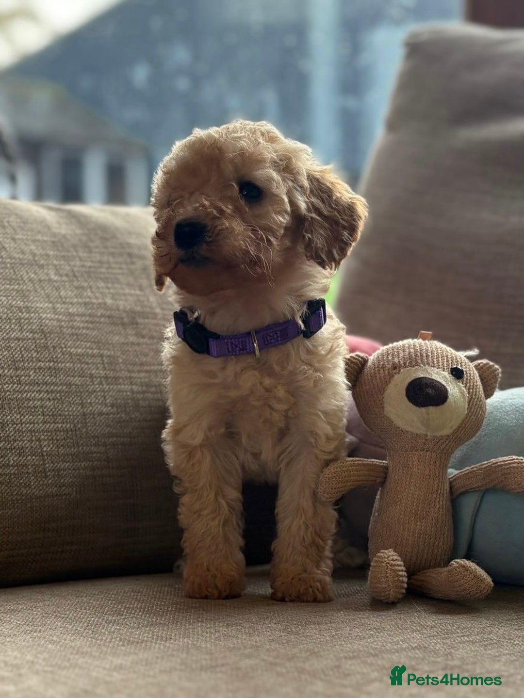 Cockapoo dogs for sale: Teddy bear cute Tiny Cockapoos  - Advert 9