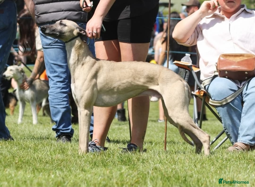 Whippet dogs for sale: ✅️ Ready to leave - KC whippets 🧡 - Image 38