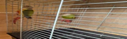 Conures birds for sale: For sale  - Advert 5
