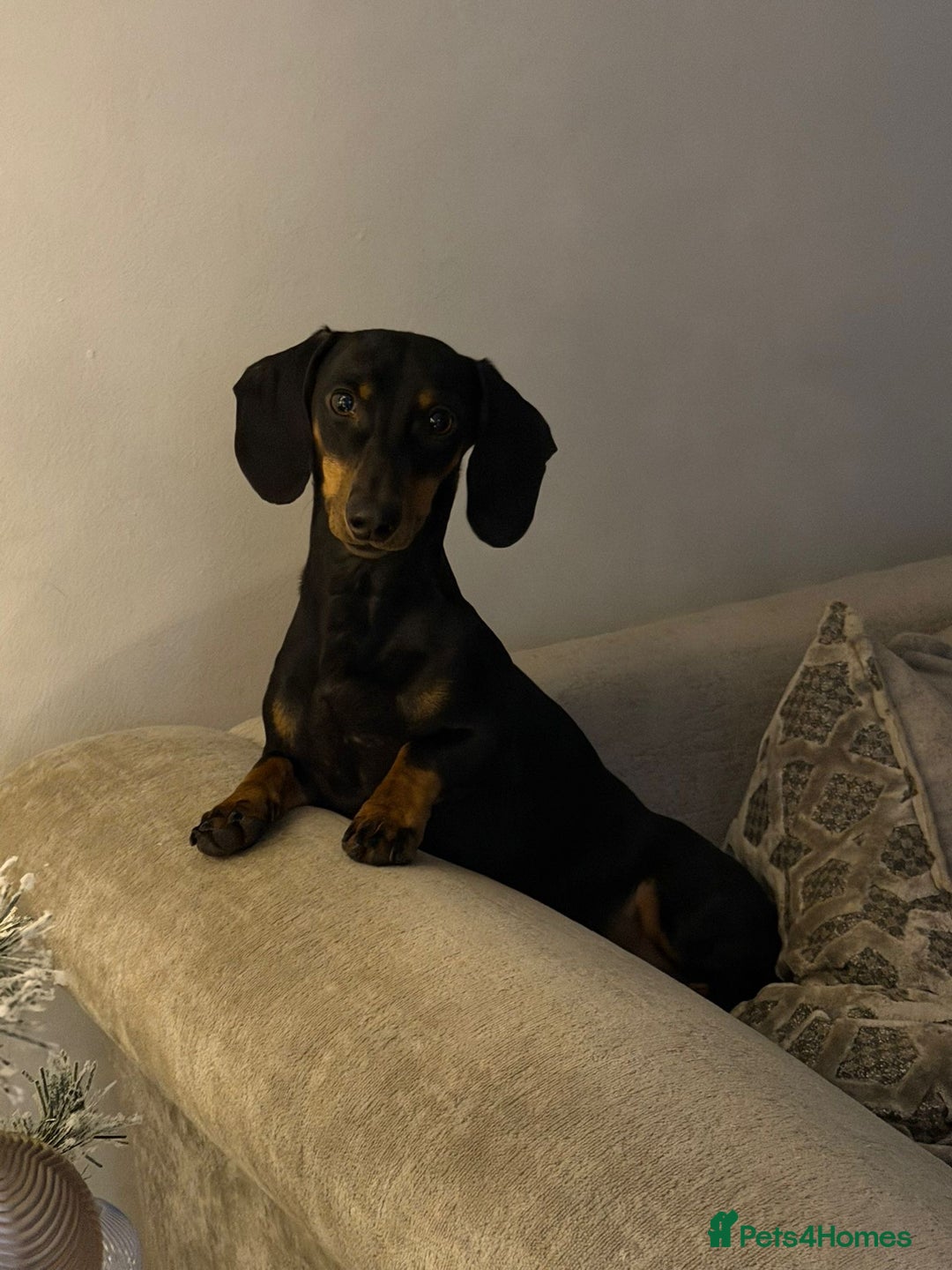 Miniature Dachshund dogs for sale: Miniature dachshund  - Advert 15