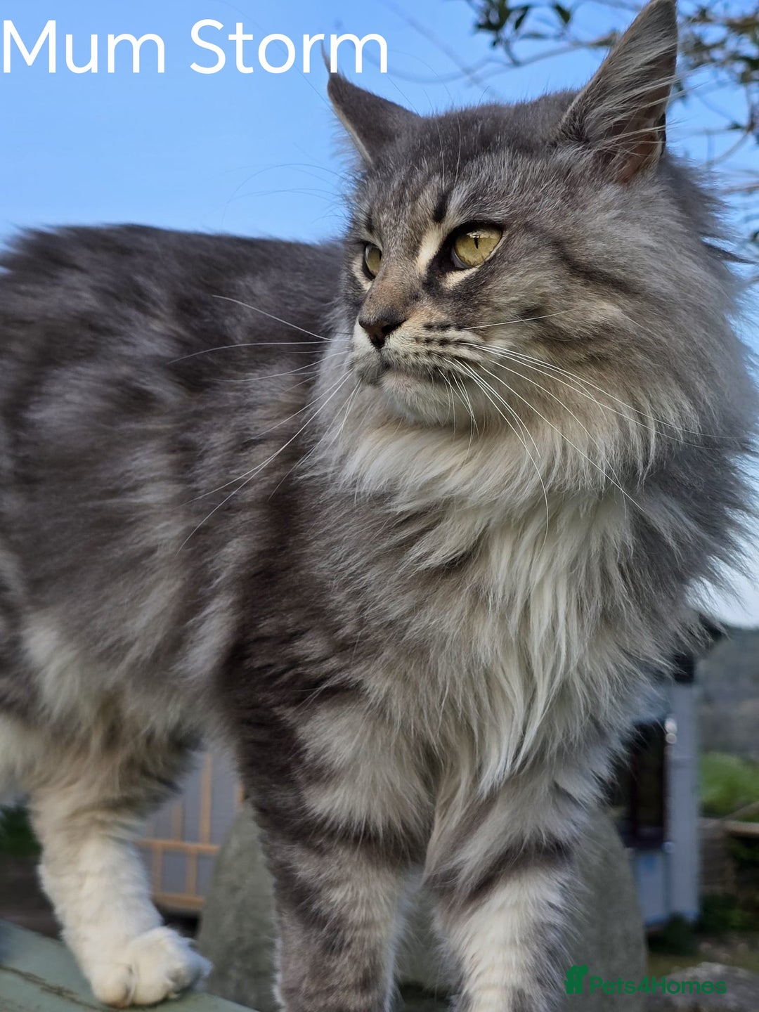 Maine Coon cats for sale: Maine Coon Kittens  - Advert 1