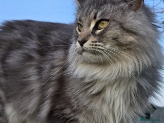 Maine Coon cats Maine Coon Kittens - Advert 1