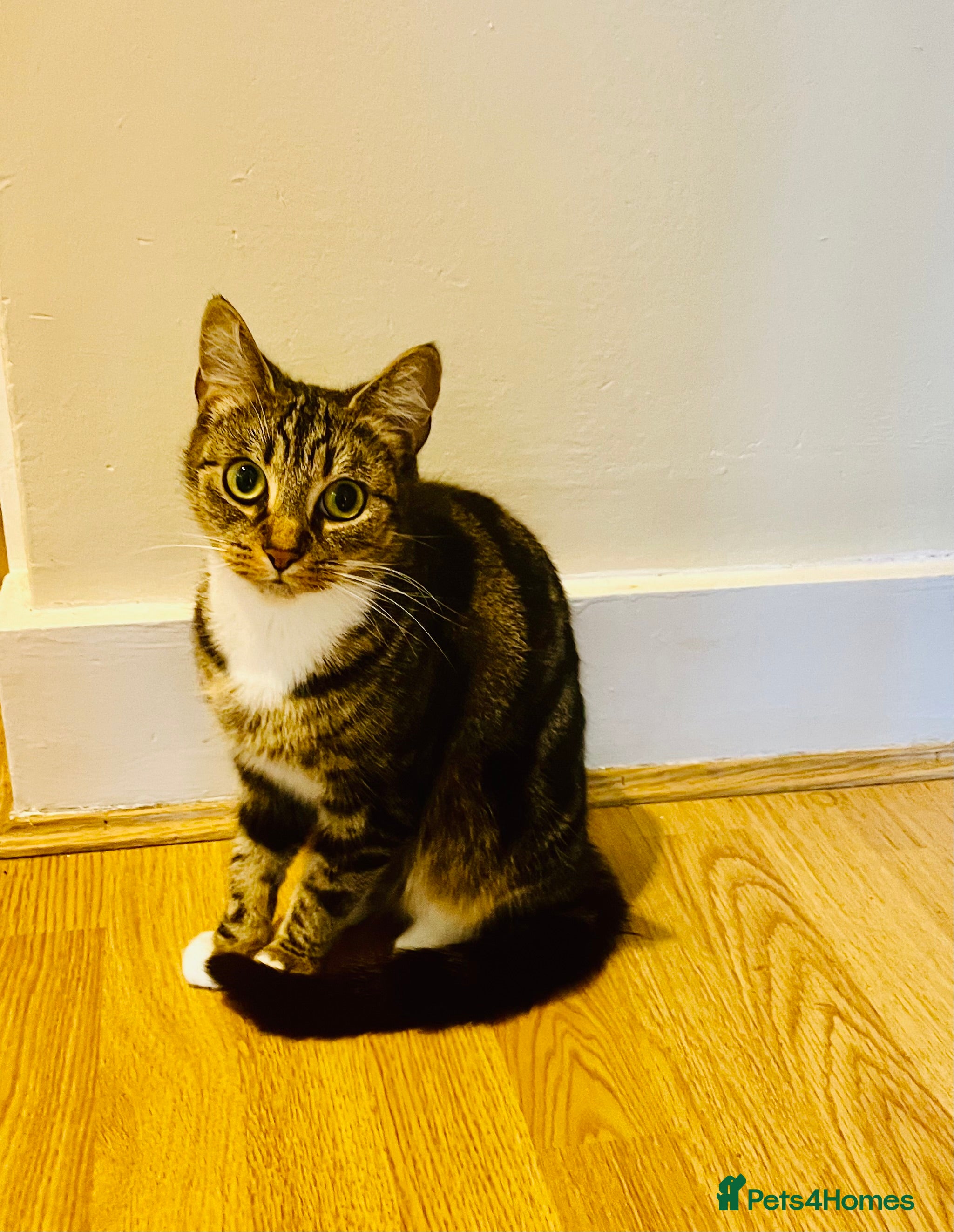 Domestic Shorthair cats Domestic shorthair  - Advert 1