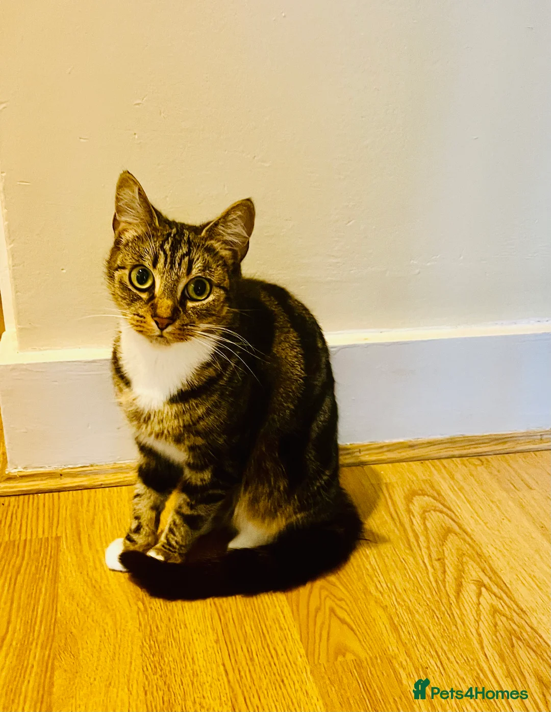 Domestic Shorthair cats for sale: Domestic shorthair  - Advert 1