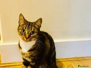 Domestic Shorthair cats Domestic shorthair - Advert 1