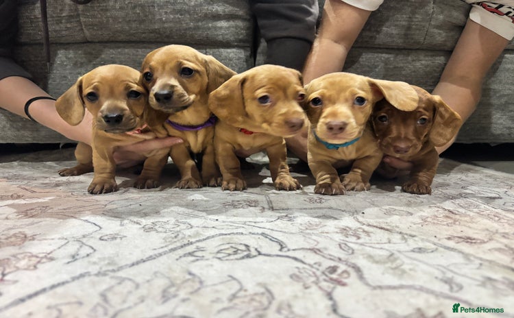 Miniature Dachshund dogs - Advert 5
