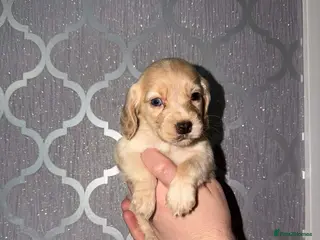 Cocker Spaniel dogs Beautiful cocker spaniel puppy’s for sale - Advert 1