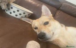 Mixed Breed dogs for adoption: Winter ❄️  - Image 4