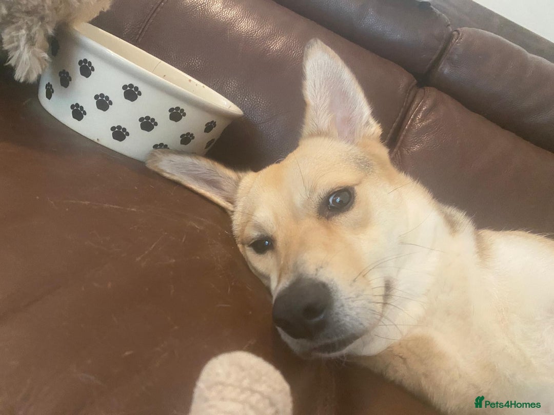 Mixed Breed dogs for adoption: Winter ❄️  - Image 4