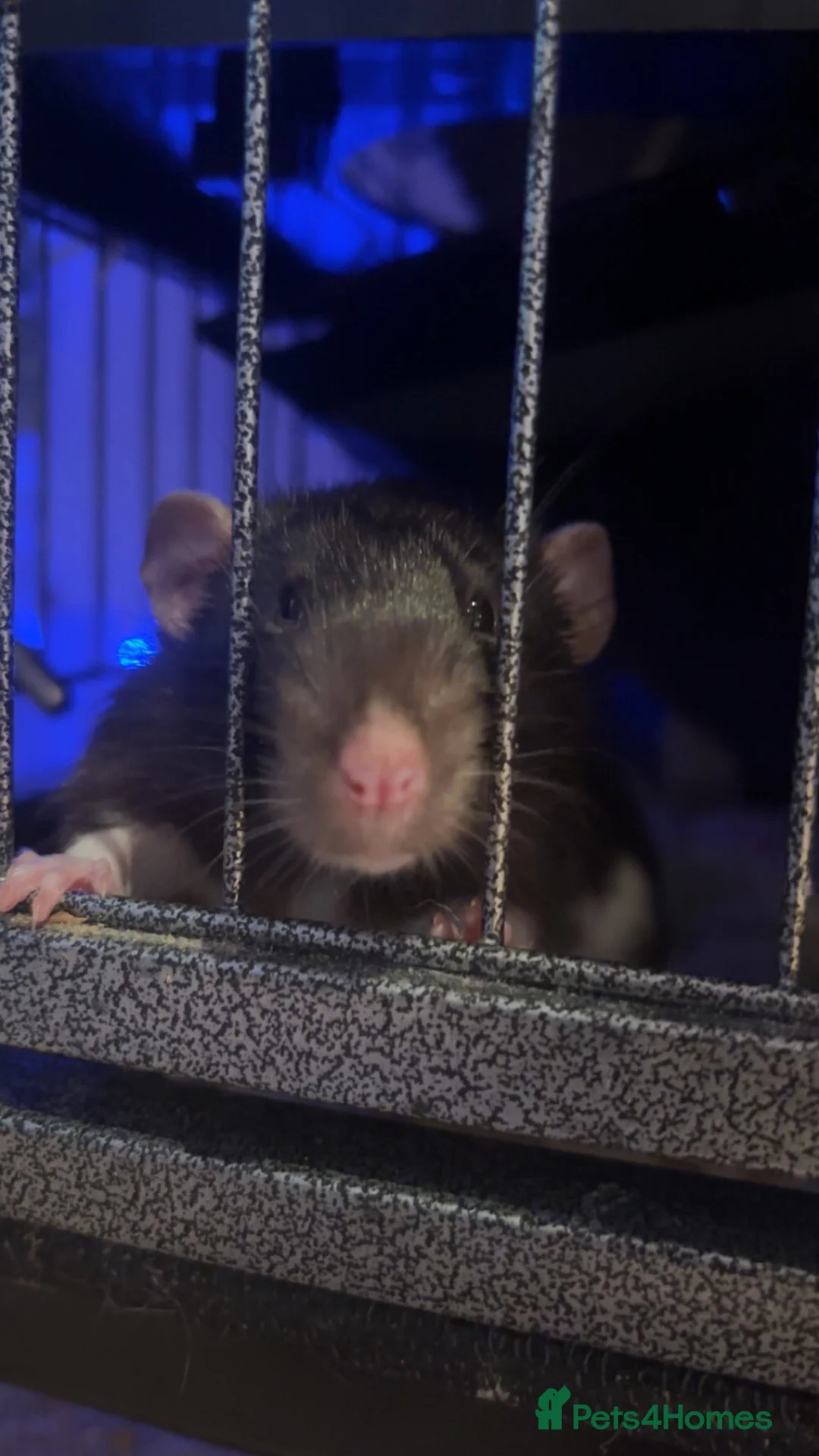 Rat rodents for sale: 2 male rats  - Advert 2