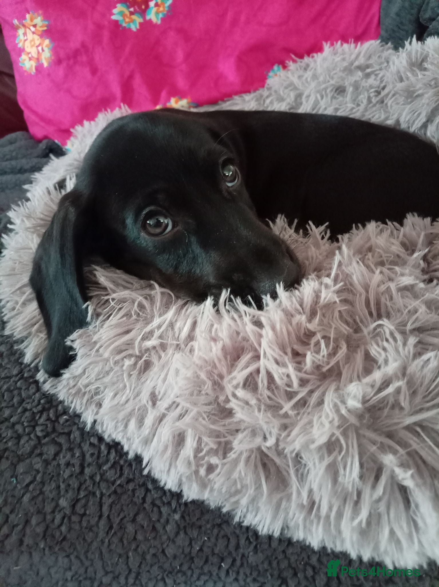 Mixed Breed dogs 10 week old Black Dachshund x Cocker Spaniel puppy - Advert 2