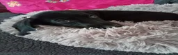 Mixed Breed dogs for sale: 10 week old Black Dachshund x Cocker Spaniel puppy in Nottingham - Advert 1