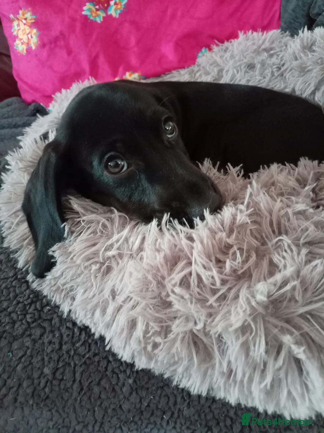 Mixed Breed dogs for sale: 10 week old Black Dachshund x Cocker Spaniel puppy in Nottingham - Advert 1