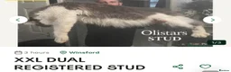 Maine Coon cats for sale: Licensed XXL Maine Coon kittens - Advert 9