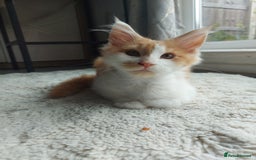 Maine Coon cats for sale: Beautiful XXL Maine-coon kittens 😸 ♥️  - Image 18