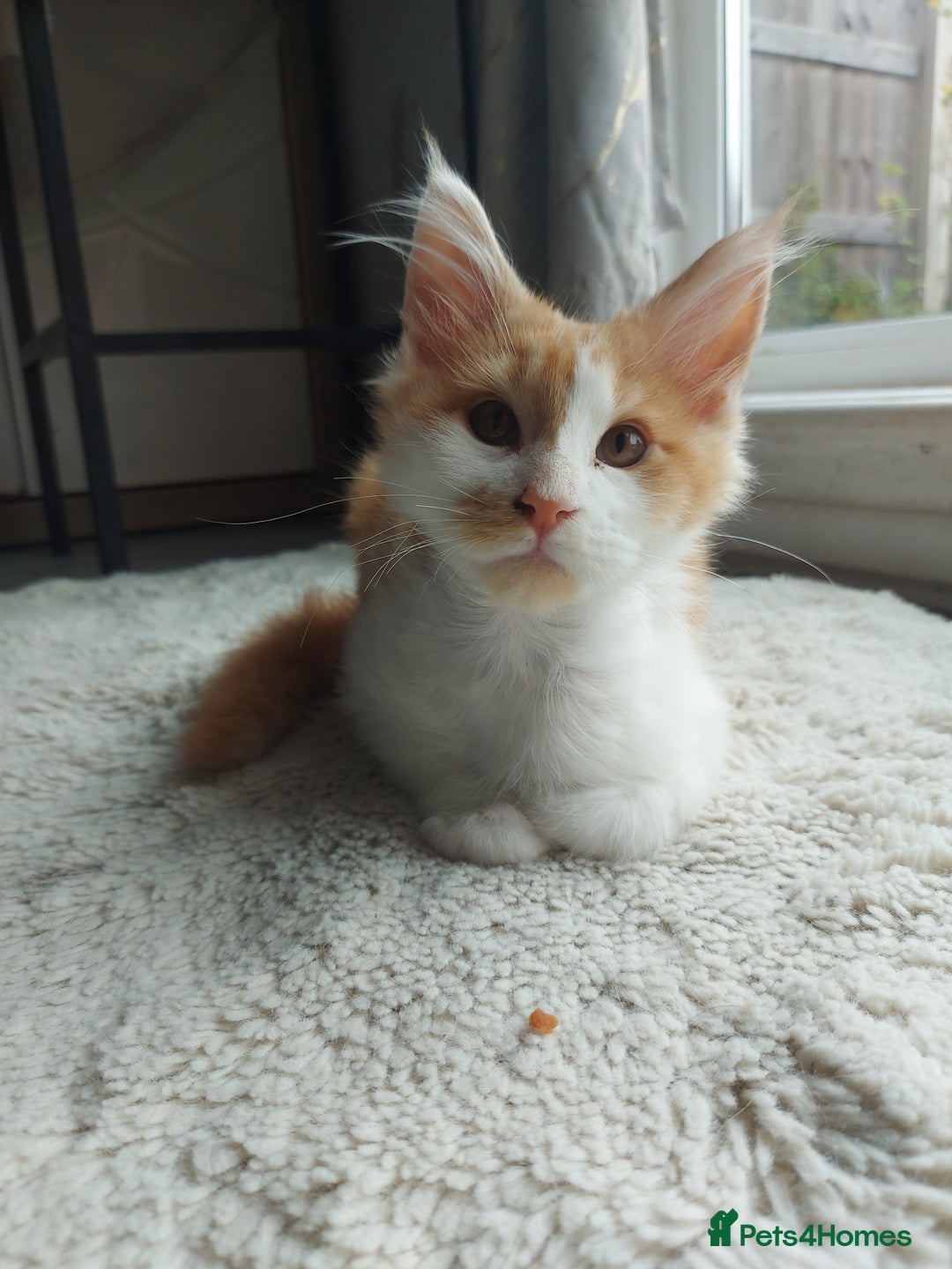 Maine Coon cats for sale: Beautiful XXL Maine-coon kittens 😸 ♥️  - Image 18