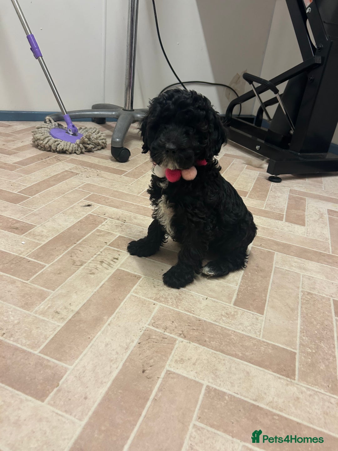 Cockapoo dogs for sale: Cockapoos ready now  - Advert 5