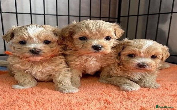 Maltipoo dogs - Advert 1