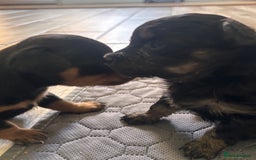 Mixed Breed dogs for sale: Jackawawa - Image 13