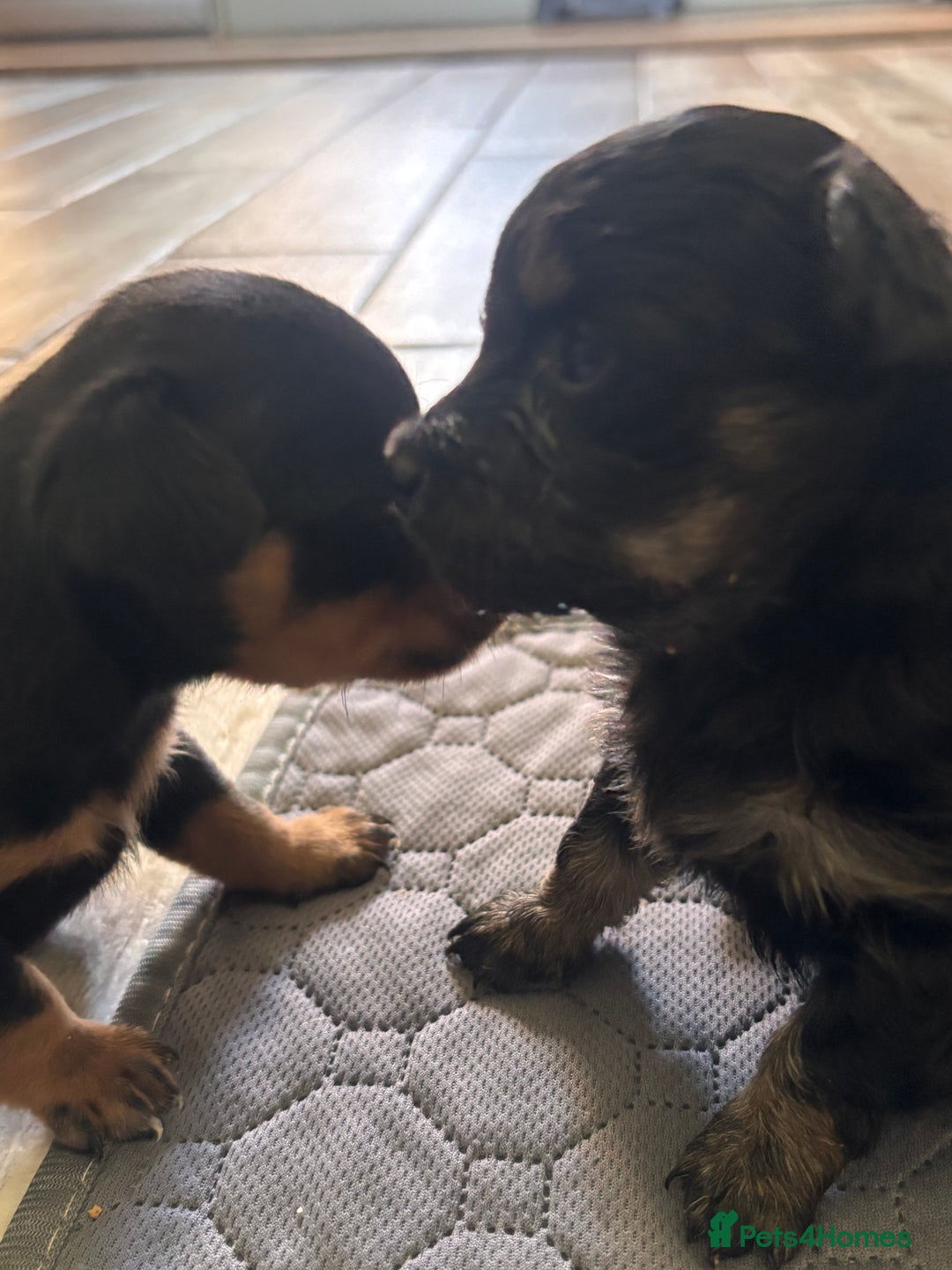 Mixed Breed dogs for sale: Jackawawa - Image 13