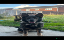 Mixed Breed dogs for sale: Champion Bloodline GSD (BITCH) - Image 5