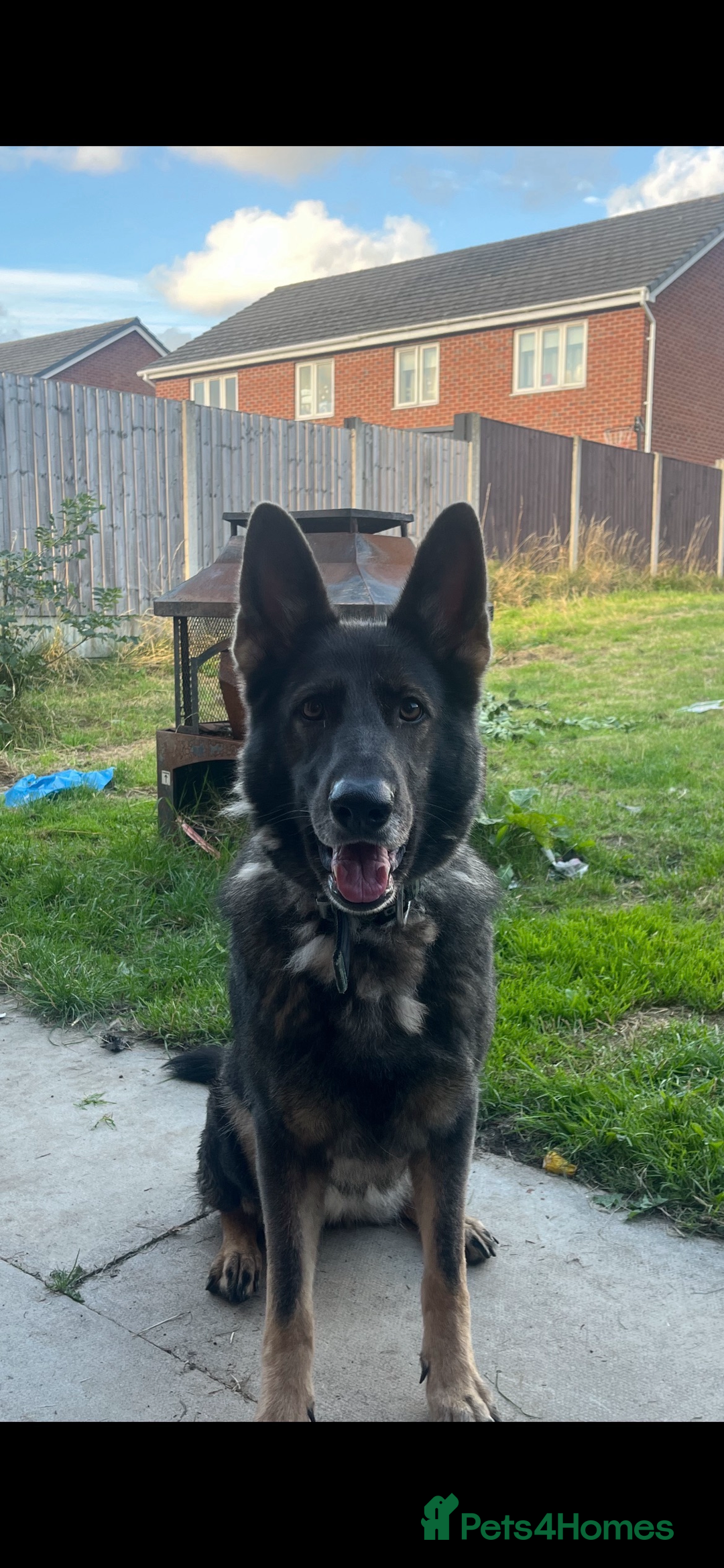 Mixed Breed dogs for sale: Champion Bloodline GSD (BITCH) - Image 5