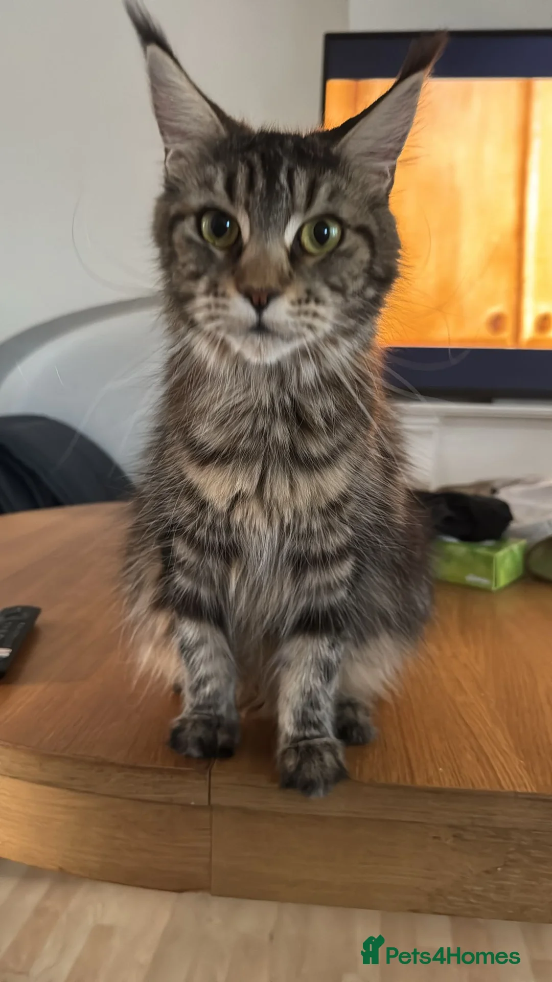 Maine Coon cats for sale: DNA tested and TICA registered females  - Advert 1