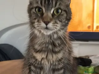 Maine Coon cats DNA tested and TICA registered females - Advert 1