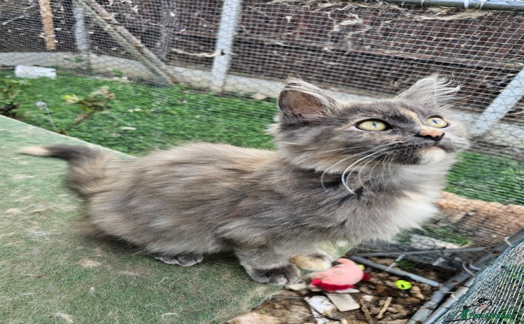 Maine Coon cats - Advert 5