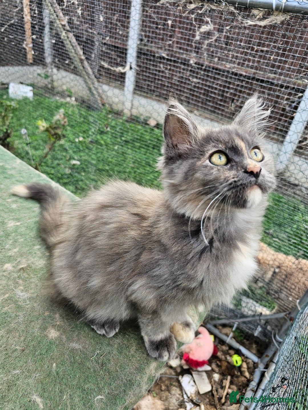 Maine Coon cats for sale: Pure maine coon silver tortie female - Image 1
