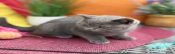 British Shorthair cats for sale: British Shorthairs**READY NOW** - Advert 22
