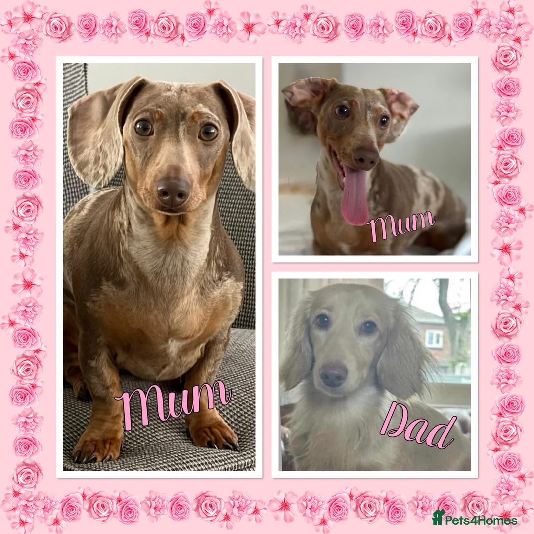 Miniature Dachshund dogs for sale: Miniature Dachshund Puppies - Advert 1