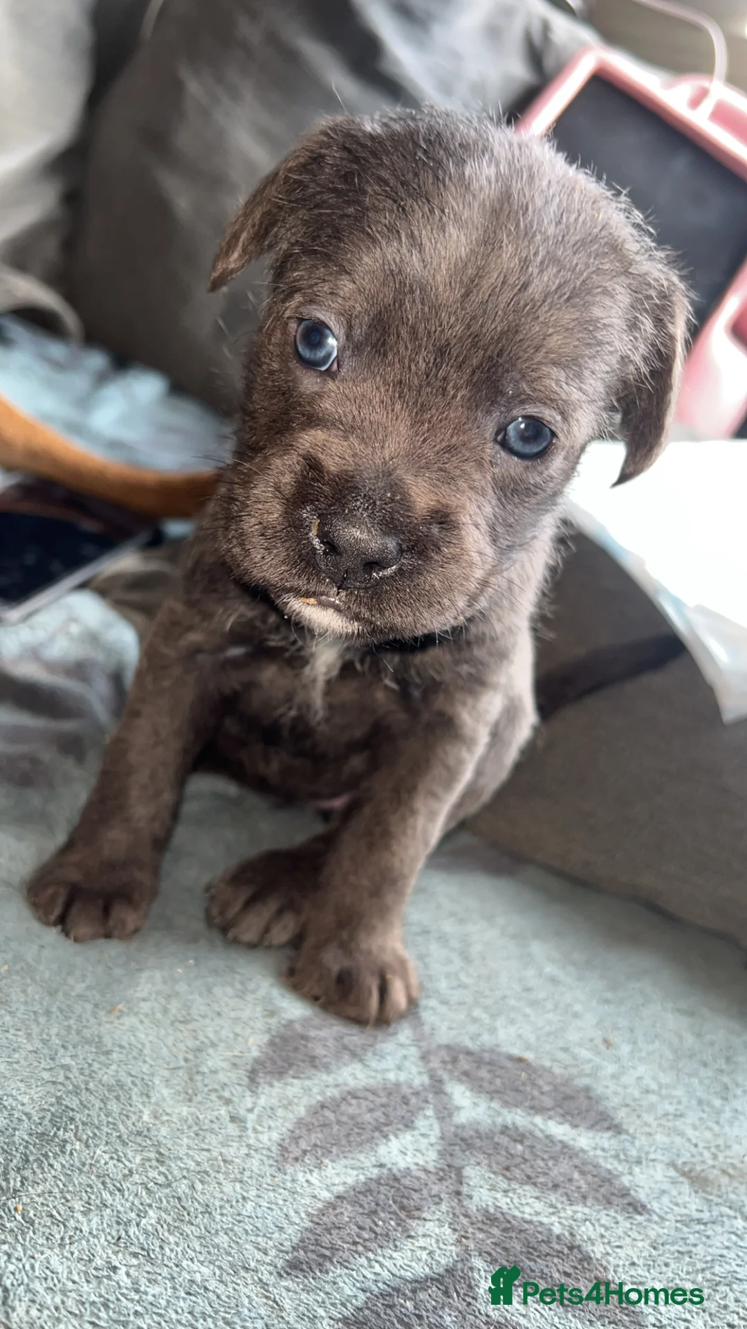 Mixed Breed dogs for sale: Cane corso X patterdale - Advert 2