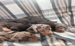 Miniature Dachshund dogs for sale: 5⭐️BREEDERS🏆KCREG🌸6GIRL💙1BOY🩺HEALTH TESTED🧬 - Image 19