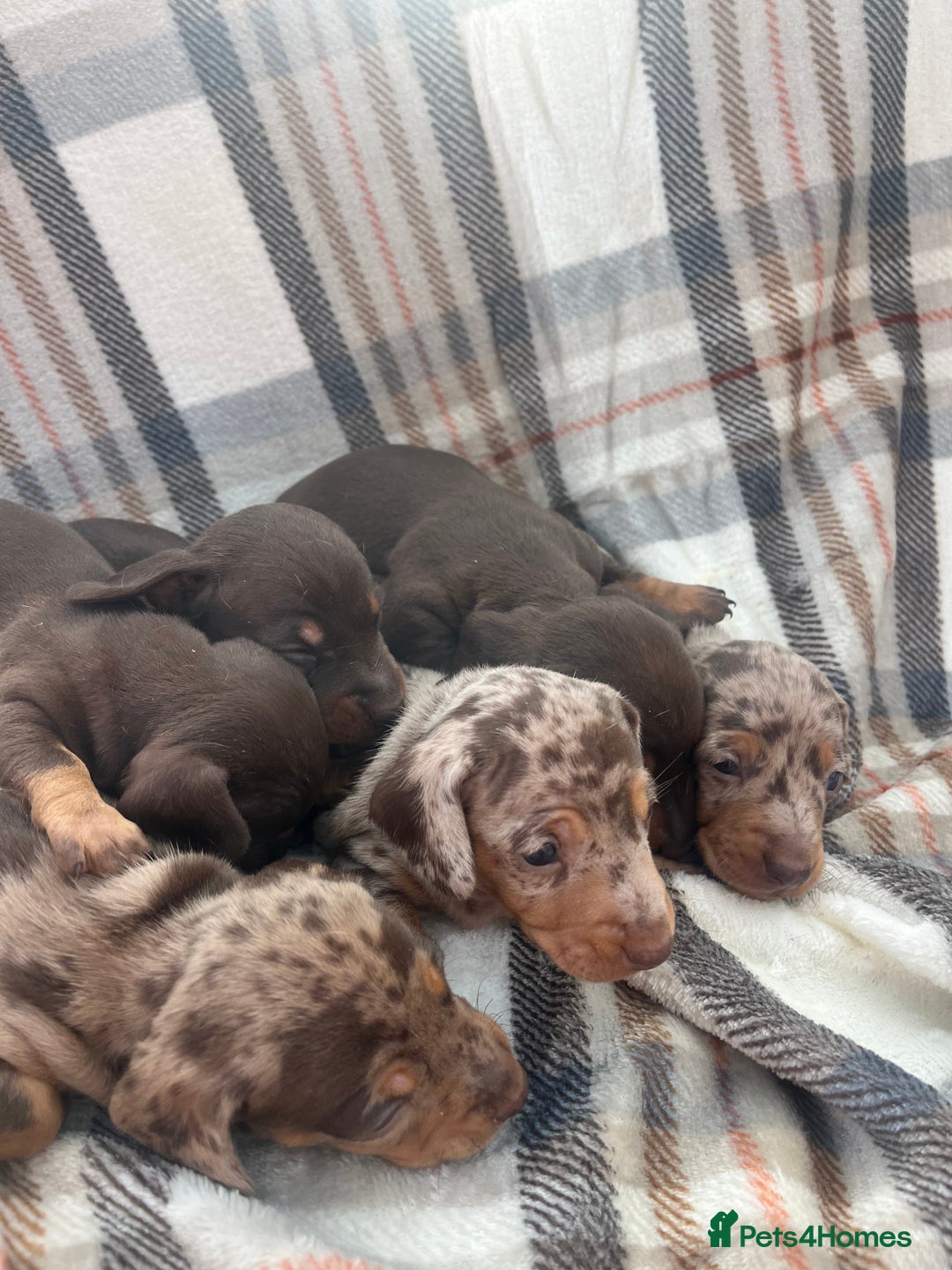 Miniature Dachshund dogs for sale: 5⭐️BREEDERS🏆KCREG🌸6GIRL💙1BOY🩺HEALTH TESTED🧬 - Image 19