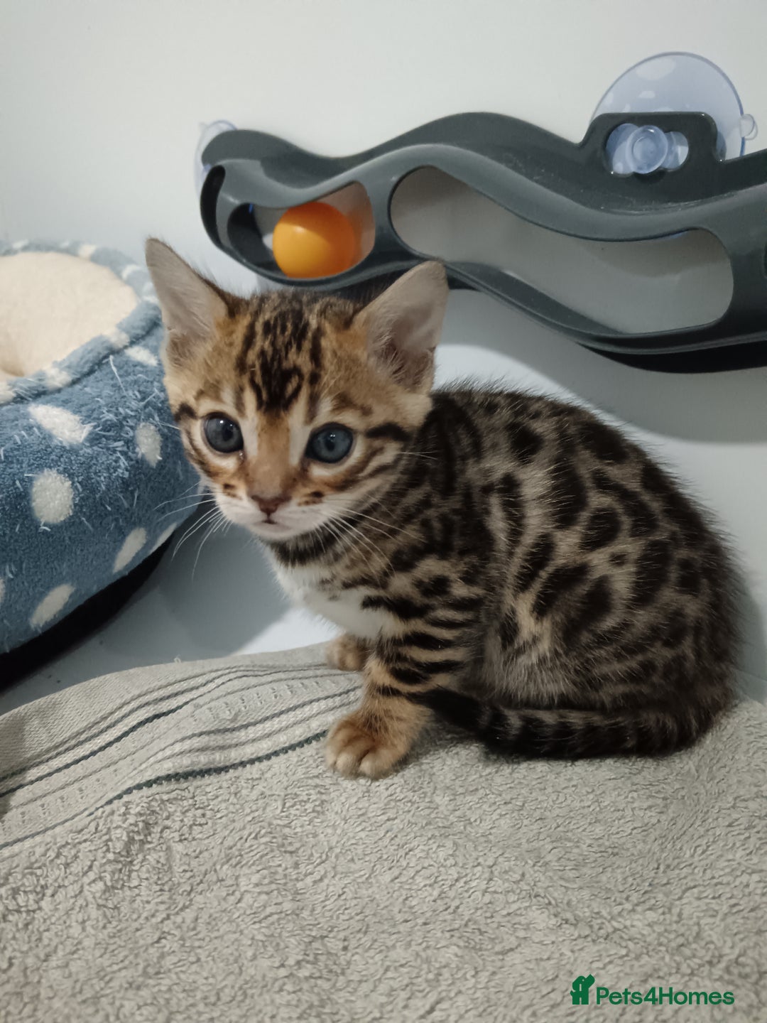 Bengal cats for sale: Pure Bengal kittens - Image 25